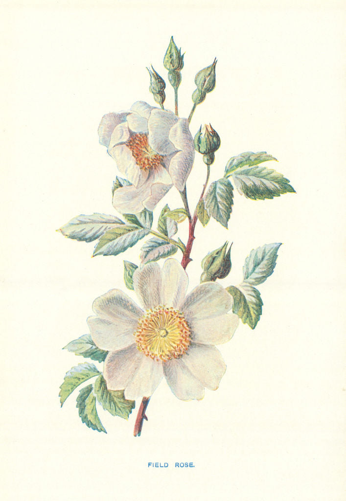 Field-Rose. Wild Flowers by Frederick Edward Hulme c1895 old antique print